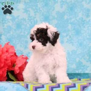 Snickers, Toy Poodle Puppy